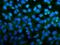 Par-3 Family Cell Polarity Regulator antibody, A01897-2, Boster Biological Technology, Immunofluorescence image 