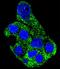 SH2 Domain Containing 4B antibody, LS-C169057, Lifespan Biosciences, Immunofluorescence image 