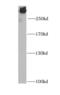 FAS antibody, FNab03019, FineTest, Western Blot image 