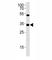 Orthodenticle Homeobox 2 antibody, F52791-0.4ML, NSJ Bioreagents, Western Blot image 