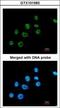 Paired Box 8 antibody, GTX101583, GeneTex, Immunocytochemistry image 