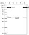 SPT16 Homolog, Facilitates Chromatin Remodeling Subunit antibody, PA5-62045, Invitrogen Antibodies, Western Blot image 
