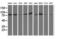 Oxysterol Binding Protein Like 11 antibody, GTX83965, GeneTex, Western Blot image 