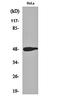 Jun Proto-Oncogene, AP-1 Transcription Factor Subunit antibody, orb159445, Biorbyt, Western Blot image 