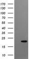 Crystallin Gamma C antibody, LS-C174526, Lifespan Biosciences, Western Blot image 