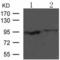 GRIP1 Associated Protein 1 antibody, TA321870, Origene, Western Blot image 