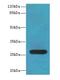 Testis Expressed 35 antibody, LS-C399244, Lifespan Biosciences, Western Blot image 