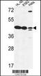 LFNG O-Fucosylpeptide 3-Beta-N-Acetylglucosaminyltransferase antibody, 63-988, ProSci, Western Blot image 