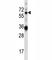 GATA Zinc Finger Domain Containing 2B antibody, F43907-0.4ML, NSJ Bioreagents, Western Blot image 