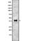 Nodal Growth Differentiation Factor antibody, PA5-67917, Invitrogen Antibodies, Western Blot image 