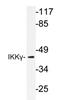 Inhibitor Of Nuclear Factor Kappa B Kinase Regulatory Subunit Gamma antibody, AP20363PU-N, Origene, Western Blot image 