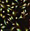 Cystathionine-Beta-Synthase antibody, ab96252, Abcam, Immunocytochemistry image 