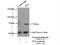 Spleen Associated Tyrosine Kinase antibody, 22206-1-AP, Proteintech Group, Immunoprecipitation image 