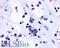 Cysteinyl Leukotriene Receptor 1 antibody, LS-A1317, Lifespan Biosciences, Immunohistochemistry frozen image 