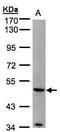 Matrix Metallopeptidase 12 antibody, PA5-27818, Invitrogen Antibodies, Western Blot image 