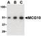 Poly(RC) Binding Protein 4 antibody, PA5-20359, Invitrogen Antibodies, Western Blot image 