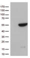 G Protein Subunit Alpha L antibody, LS-C793156, Lifespan Biosciences, Western Blot image 