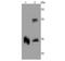 Transthyretin antibody, NBP2-67227, Novus Biologicals, Western Blot image 