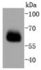 SMAD Family Member 4 antibody, NBP2-67372, Novus Biologicals, Western Blot image 