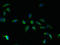 Transmembrane BAX Inhibitor Motif Containing 1 antibody, LS-C378987, Lifespan Biosciences, Immunofluorescence image 