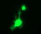 Crystallin Gamma C antibody, M05734, Boster Biological Technology, Immunofluorescence image 