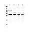 BCL2 antibody, A00040-1, Boster Biological Technology, Western Blot image 