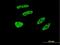Tripartite Motif Containing 32 antibody, H00022954-M09, Novus Biologicals, Immunofluorescence image 