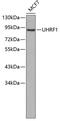 Ubiquitin Like With PHD And Ring Finger Domains 1 antibody, 13-135, ProSci, Western Blot image 