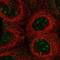 UBX Domain Protein 11 antibody, NBP2-58719, Novus Biologicals, Immunocytochemistry image 