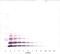 C-X-C Motif Chemokine Ligand 5 antibody, XP-5123, ProSci, Western Blot image 