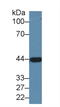 Alcohol Dehydrogenase 1A (Class I), Alpha Polypeptide antibody, LS-C292705, Lifespan Biosciences, Western Blot image 