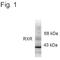 Retinoid X Receptor Gamma antibody, MA1-4671, Invitrogen Antibodies, Western Blot image 