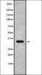 Olfactory Receptor Family 12 Subfamily D Member 2 (Gene/Pseudogene) antibody, orb336422, Biorbyt, Western Blot image 