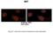 SET Nuclear Proto-Oncogene antibody, A02211, Boster Biological Technology, Immunohistochemistry frozen image 