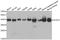 Aldolase, Fructose-Bisphosphate A antibody, A1142, ABclonal Technology, Western Blot image 