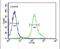 Armadillo Repeat Containing 5 antibody, PA5-25316, Invitrogen Antibodies, Flow Cytometry image 