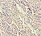 Signal Recognition Particle 19 antibody, CSB-PA022674HA01HU, Cusabio, Immunohistochemistry frozen image 