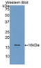 Adrenomedullin antibody, LS-C292357, Lifespan Biosciences, Western Blot image 