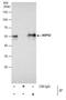 Calcium Binding And Coiled-Coil Domain 2 antibody, MA5-18300, Invitrogen Antibodies, Immunoprecipitation image 