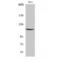 Caspase Recruitment Domain Family Member 6 antibody, LS-C382425, Lifespan Biosciences, Western Blot image 