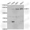 Sirtuin 1 antibody, A0230, ABclonal Technology, Western Blot image 