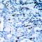 Cyclin Dependent Kinase 1 antibody, 79-166, ProSci, Immunohistochemistry frozen image 