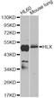 H2.0 Like Homeobox antibody, LS-C748369, Lifespan Biosciences, Western Blot image 