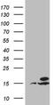 Ubiquitin A-52 Residue Ribosomal Protein Fusion Product 1 antibody, MA5-26849, Invitrogen Antibodies, Western Blot image 