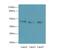 RNA Binding Motif Single Stranded Interacting Protein 2 antibody, LS-C377328, Lifespan Biosciences, Western Blot image 