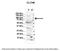 Chloride Voltage-Gated Channel 6 antibody, 28-271, ProSci, Enzyme Linked Immunosorbent Assay image 
