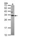 ATP Synthase F1 Subunit Gamma antibody, NBP2-15525, Novus Biologicals, Western Blot image 