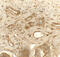 Prolyl 4-Hydroxylase Subunit Beta antibody, 8213, ProSci, Immunohistochemistry frozen image 