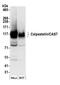 Calpastatin antibody, A304-793A, Bethyl Labs, Western Blot image 