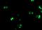 CDR antibody, NBP2-73956, Novus Biologicals, Immunofluorescence image 